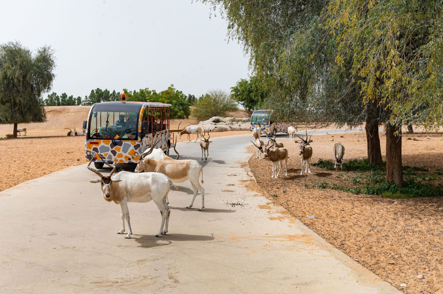 Dubai Safari Park - Park Entrance Tickets. Unlimited Train Ride with Bundle Package Available